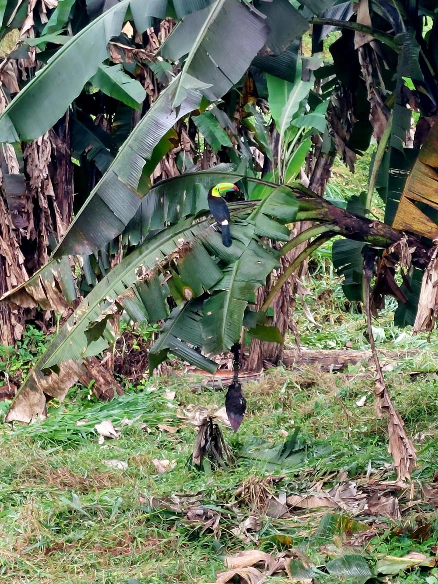 Rustico Villa Arenal La Fortuna Exterior photo